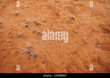 Rhinocéros blanc empreinte dans le sable savane rouge Banque D'Images