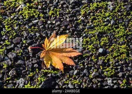 L'automne les feuilles tombées sur la mousse verte route en forêt profonde. Banque D'Images