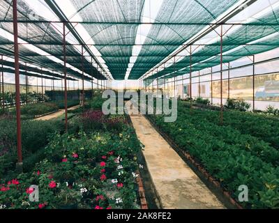 Dalat, Vietnam - Apr 5, 2015. Les émissions avec une grande quantité de différentes fleurs en pots. Banque D'Images