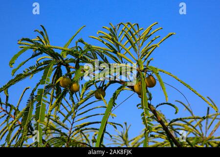 Indian Gooseberry (Phyllanthus emblica) sur l'arbre. Dhaka, Bangladesh Banque D'Images