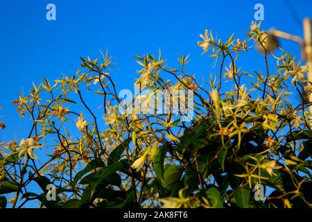 Fleurs du Bangladesh. Banque D'Images