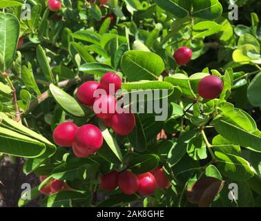 Mûr et délicieux fruits Karanda Carissa Carandas avec des feuilles vertes sur l'usine. Banque D'Images