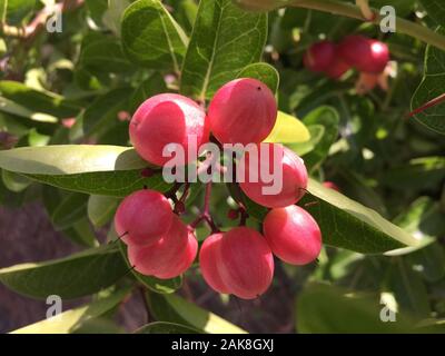 Mûr et délicieux fruits Karanda Carissa Carandas avec des feuilles vertes sur l'usine. Banque D'Images