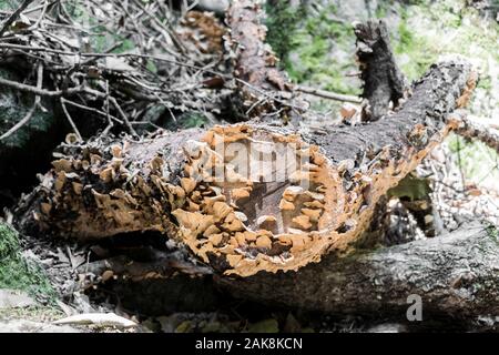 Attaques de champignons sur le tronc de l'arbre mort. L'Afrique du Sud. Banque D'Images