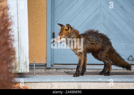 Red Fox urbains infectés par la gale Banque D'Images