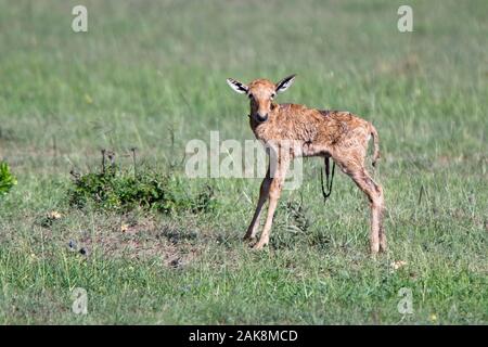 Nouveau-né Topi encore avec les restes de l'attache du cordon ombilical, Masai Mara, Kenya. Banque D'Images