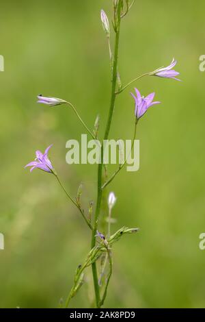 Rampion bellflower, Campanula rapunculus en fleurs en prairie. La France. Banque D'Images