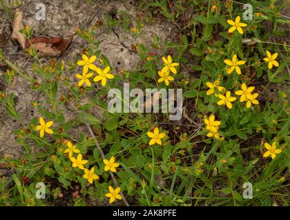 De St John's-millepertuis, Hypericum humifusum en fleurs en woodland ride. Banque D'Images