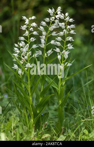 Cephalanthère à épée, Cephalanthera longifolia, en fleurs en forêt ouverte. Banque D'Images