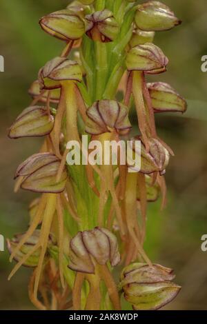 Orchidée Orchis anthropophora, homme, en fleurs dans les prairies calcaires. Banque D'Images
