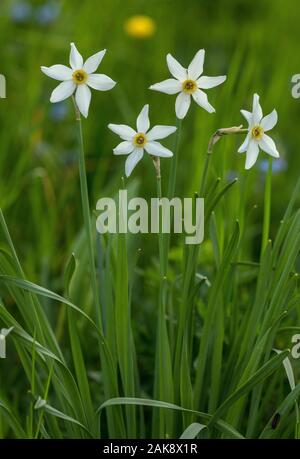 Pheasant's eye, Narcissus Narcissus poeticus, en fleurs en prairie alpine, Queyras, France Banque D'Images