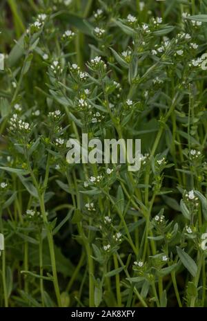 Buglossoides arvensis grémil, sur le terrain, en fleurs dans un champ. Mauvaises herbes arables en déclin. Banque D'Images