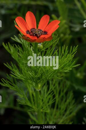 Pheasant's eye-d'été, l'Adonis aestivalis, en fleurs dans les Alpes françaises. Banque D'Images