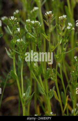 Buglossoides arvensis grémil, sur le terrain, en fleurs dans un champ. Mauvaises herbes arables en déclin. Banque D'Images