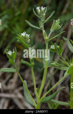 Buglossoides arvensis grémil, sur le terrain, en fleurs dans un champ. Mauvaises herbes arables en déclin. Banque D'Images