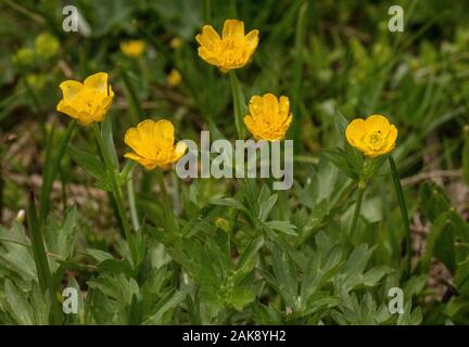 Mountain Buttercup, Ranunculus montanus en fleurs dans les Alpes françaises. Banque D'Images