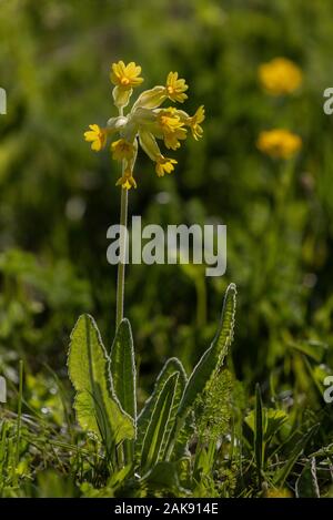 Primula veris Cowslips,, dans les pâturages au printemps. Banque D'Images