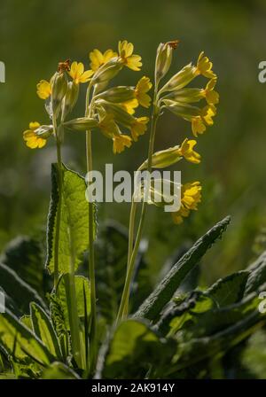 Primula veris Cowslips,, dans les pâturages au printemps. Banque D'Images