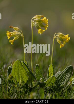 Primula veris Cowslips,, dans les pâturages au printemps. Banque D'Images