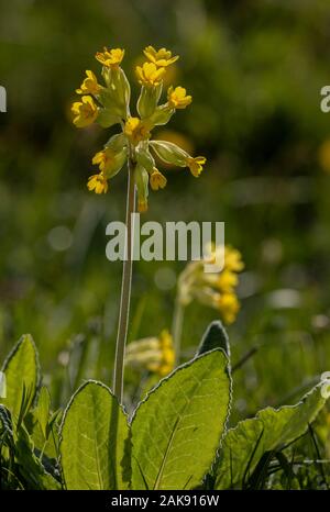 Primula veris Cowslips,, dans les pâturages au printemps. Banque D'Images