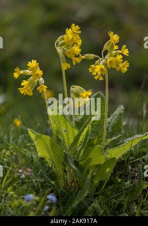 Primula veris Cowslips,, dans les pâturages au printemps. Banque D'Images
