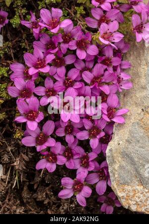 La Saxifraga, Saxifraga oppositifolia, en pleine floraison sur du calcaire. Banque D'Images