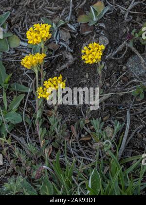 Alyssum montanum alyssum, montagne, en fleurs dans la prairie alpine, Mt Cenis, Alpes Françaises. Banque D'Images