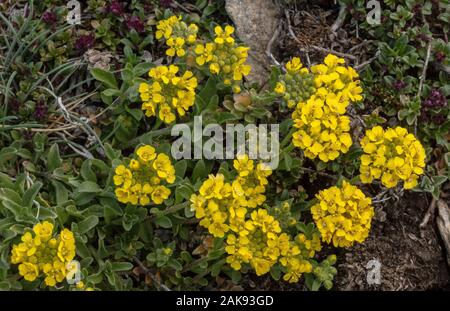 Alyssum montanum alyssum, montagne, en fleurs dans la prairie alpine, Mt Cenis, Alpes Françaises. Banque D'Images