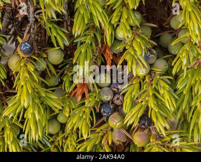 Genévrier commun, Juniperus communis, dans les fruits. Banque D'Images