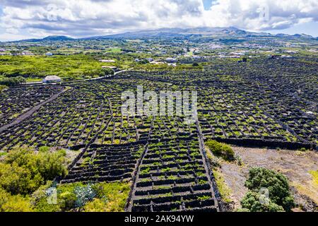 Homme et le paysage de l'île de Pico, Açores, vignoble de la Culture du Portugal. Modèle de spaced-out, long des murs à l'intérieur des terres à partir de la course linéaire, parallèle et t Banque D'Images