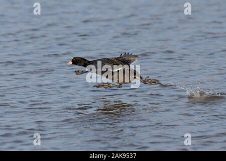 Vue latérale près de l'oiseau d'eau sauvage de la coot britannique (Fulica atra) isolé dans le lac, en cours de course sur la surface de l'eau, sur le point de prendre le décollage. Oiseaux d'eau britanniques. Banque D'Images