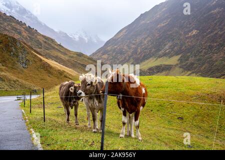 Vaches qui paissent dans les Alpes Suisses Banque D'Images