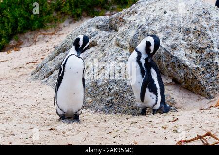 Portrait d'un couple de pingouins d'Afrique du Sud au lissage sur la plage de Boulders, près de Simons Town, Afrique du Sud Banque D'Images