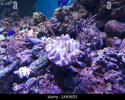 L'Underwater world Oceanarium Novosibirsk exposition de poissons marins Banque D'Images