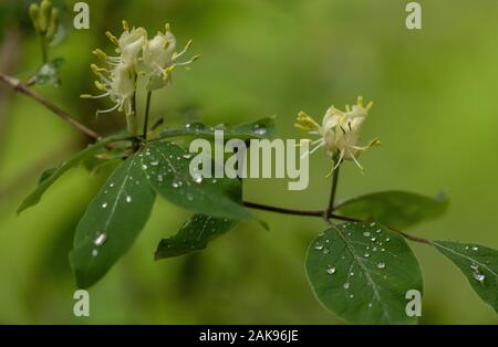 Fly honeysuckle Lonicera xylosteum,, en fleurs en forêt ouverte, après la pluie. Banque D'Images