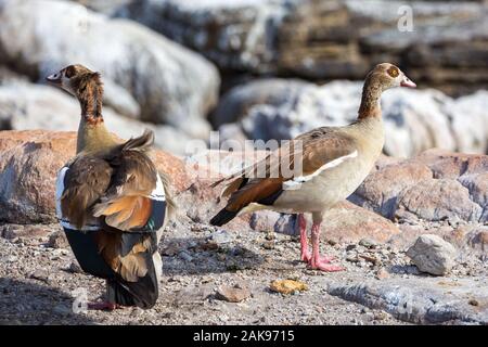 Deux oies égyptiennes (Alopochen aegyptiaca) debout sur des rochers près de la côte, Afrique du Sud Banque D'Images