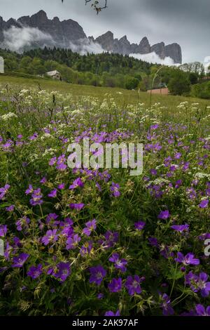 Hay meadow près de St Andeol dans les montagnes du Vercors avec bois, géranium sanguin Geranium sylvaticum, jusqu'à vers les rochers de la Peyrouse. La France. Banque D'Images