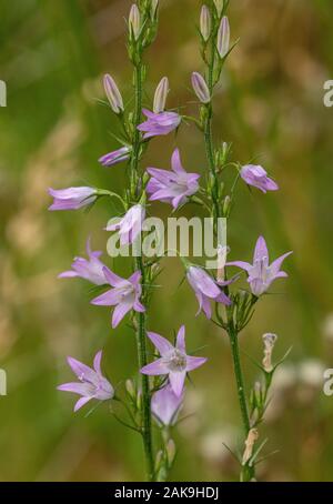 Rampion bellflower, Campanula rapunculus en fleurs en prairie. La France. Banque D'Images