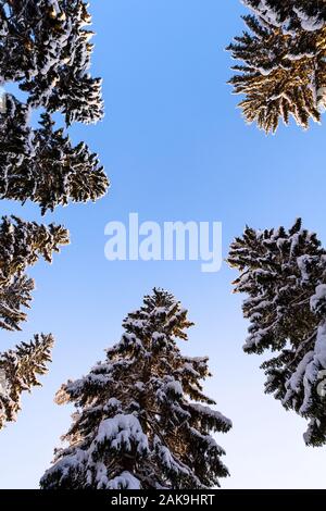 Forêt d'hiver, les grands arbres de l'épinette (Picea abies) recouvert de neige contre ciel bleu clair Banque D'Images