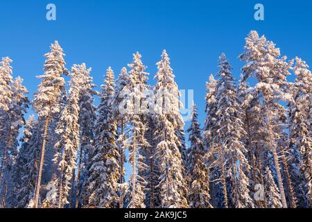 Forêt d'hiver, grand pin et de pins couverts de neige contre le ciel bleu Banque D'Images