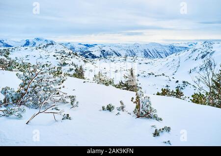 Plateau de montagne de Feuerkogel avec rocky des sommets alpins, pins, se pencha dans le vent et caché sous haute couche de neige d'un blanc pur, Ebensee, Salzkammergut, Banque D'Images