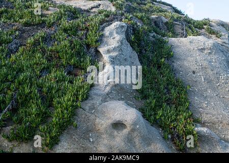 Carpobrotus, communément connu sous le nom de fiction sur de plus en plus grande des massifs de granite mélangé avec d'orthoclase cristaux. Coti Piane, les falaises de Capo Sant'Andrea in Banque D'Images