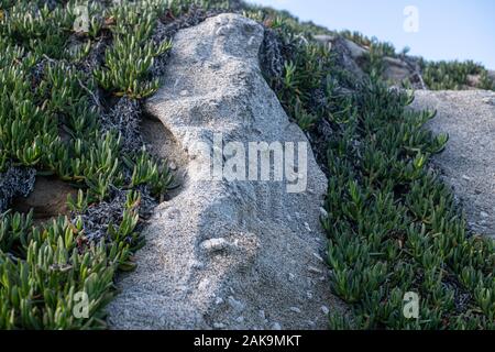 Carpobrotus, communément connu sous le nom de fiction sur de plus en plus grande des massifs de granite mélangé avec d'orthoclase cristaux. Coti Piane, les falaises de Capo Sant'Andrea in Banque D'Images