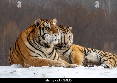 Tigres de Sibérie dans le parc de conservation du tigre dans la province de Heilongjiang, Hailin, nord-est de la Chine Banque D'Images