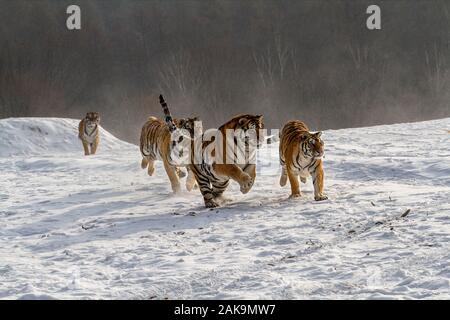 Tigres de Sibérie dans le parc de conservation du tigre dans la province de Heilongjiang, Hailin, nord-est de la Chine Banque D'Images