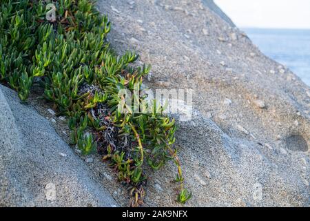 Carpobrotus, communément connu sous le nom de tété, usine à glace, de la figue et Hottentot fig Banque D'Images