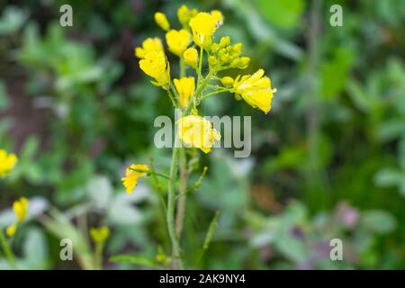 Close up de gouttes de rosée sur les Fleurs de rassembler des crucifères ou Brassicacées fleurs dans un champ avec arrière-plan flou,punjab,le Pakistan. Banque D'Images
