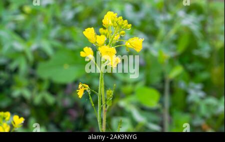Close up de gouttes de rosée sur les Fleurs de rassembler des crucifères ou Brassicacées fleurs dans un champ avec arrière-plan flou,punjab,le Pakistan. Banque D'Images