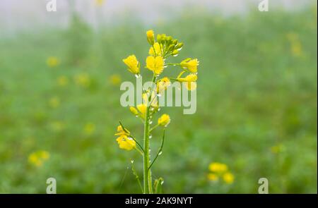 Close up de gouttes de rosée sur les Fleurs de rassembler des crucifères ou Brassicacées fleurs dans un champ avec arrière-plan flou,punjab,le Pakistan. Banque D'Images