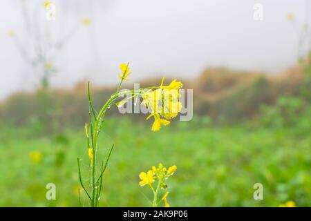Close up de gouttes de rosée sur les Fleurs de rassembler des crucifères ou Brassicacées fleurs dans un champ avec arrière-plan flou,punjab,le Pakistan. Banque D'Images